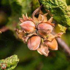 Corylus Avellana 'Twister' 8 Corylus Avellana 'Twister' -Orchard Lane Shop TKA3098 CORY 3