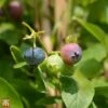 Blueberry 'Goldtraube 71' -Orchard Lane Shop TKA3658 BLUE 1