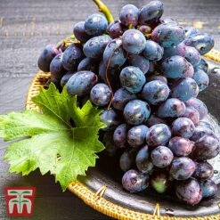 Grape 'Chasselas Doré' 7 Grape 'Chasselas Doré' -Orchard Lane Shop TKA3704 GRAP 2