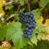 Grape 'Muscat Hamburg' -Orchard Lane Shop TKA3708 GRAP 1