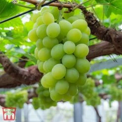 Grape 'Muscat Of Alexandria' -Orchard Lane Shop TKA3710 GRAP 2