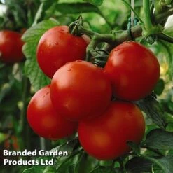Tomato Collection -Orchard Lane Shop TOMA KA9208 B311