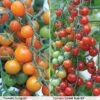 Tomato Duo (Garden Ready) -Orchard Lane Shop TOMA T57637P A h