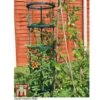 Tomato Growing Support -Orchard Lane Shop TOMA TKA6818P B