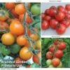 Tomato Value Collection -Orchard Lane Shop TOMA WKC9645 A