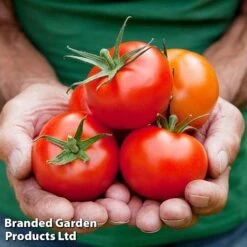 Tomato Gardeners Favourite Collection (Grafted) -Orchard Lane Shop TOMATO COLL2