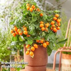 Tomato Windowsill Collection -Orchard Lane Shop TOMA HEARTBREA S63054