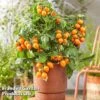 Tomato 'Dora Orange' -Orchard Lane Shop TOMA HEARTBREA S630541
