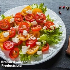 Tomato 'Dora Orange' -Orchard Lane Shop TOMA WINDWSILL L38589