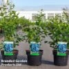 Blueberry 'Bluejay' -Orchard Lane Shop VACC BLUEJAY S46106