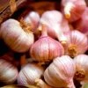 Garlic (Autumn) Lovers Collection -Orchard Lane Shop VEGAR23680
