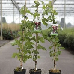 Grape 'Cardinal' 5 Grape 'Cardinal' -Orchard Lane Shop VITI CARDINAL S46110 NOW