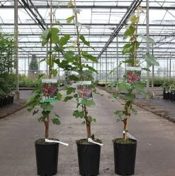 Grape 'Chasselas Rosé' 5 Grape 'Chasselas Rosé' -Orchard Lane Shop VITI CHASSELAS S46111 NOW