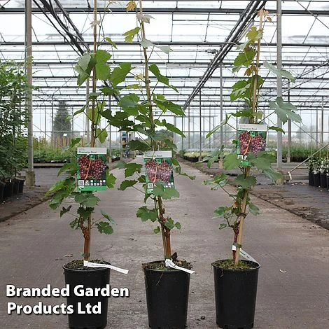 Grape 'Chasselas Rosé' 3 Grape 'Chasselas Rosé'