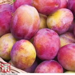 Premium Patio Standard Collection -Orchard Lane Shop Victoria