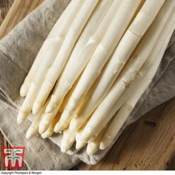 Asparagus Collection (Spring Planting) -Orchard Lane Shop Vittorio Asparagus2