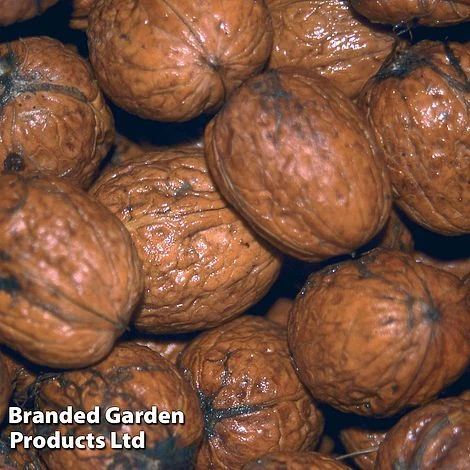 Walnut (Juglans) 'Buccaneer' 3 Walnut (Juglans) 'Buccaneer'