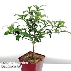 Yuzu Citrus Plant 14 Yuzu Citrus Plant -Orchard Lane Shop YUZU KC5366 B1