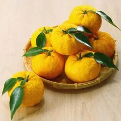 Yuzu Citrus Plant 13 Yuzu Citrus Plant -Orchard Lane Shop YUZU KC5366 NOW1