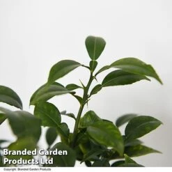 Yuzu Citrus Plant 11 Yuzu Citrus Plant -Orchard Lane Shop YUZU CITRUSPLA T48744