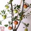 Apple Duo Patio Fruit Trees 1 Apple Duo Patio Fruit Trees -Orchard Lane Shop apple duo