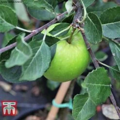 Apple Duo Patio Fruit Trees -Orchard Lane Shop apple duo c