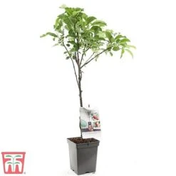 Apple Duo Patio Fruit Trees -Orchard Lane Shop apple2