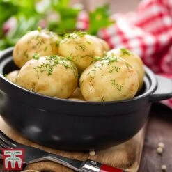 Potato 'T&M Favourites Collection' -Orchard Lane Shop arran2