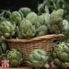 Globe Artichoke 'Green Globe Improved' F1 Hybrid -Orchard Lane Shop arti