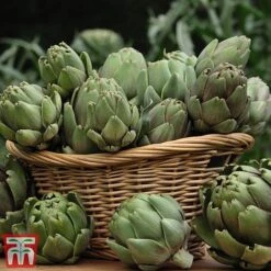 Globe Artichoke 'Green Globe Improved' F1 Hybrid