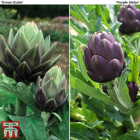 Globe Artichoke Duo 3 Globe Artichoke Duo