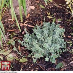 Decorative Bark -Orchard Lane Shop bark2