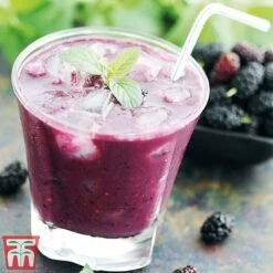 Mulberry 'Charlotte Russe' (Mojo Berry) -Orchard Lane Shop charl