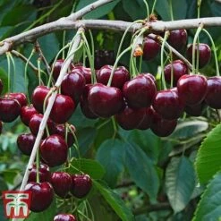 Cherry Patio Duo 'Hedelfinger & Dubbele Meikers' -Orchard Lane Shop cherry 1