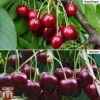 Cherry Patio Duo 'Hedelfinger & Dubbele Meikers' -Orchard Lane Shop cherry duo 2