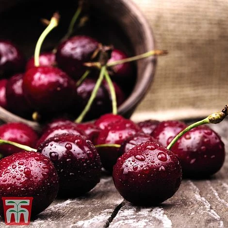 Cherry Duo Patio Fruit Trees 3 Cherry Duo Patio Fruit Trees