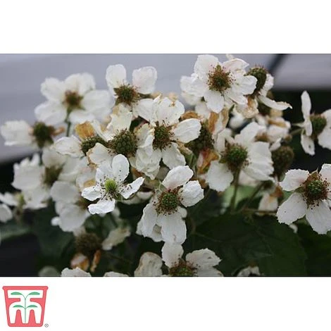 Blackberry 'Coolaris Late' 4 Blackberry 'Coolaris Late' - Image 2