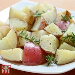Potato 'T&M All Year Round Collection' -Orchard Lane Shop desir