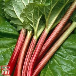 Rhubarb 'Sanvitos®' Duo 10 Rhubarb 'Sanvitos®' Duo -Orchard Lane Shop early3