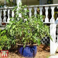 Fig 'Little Miss Figgy' -Orchard Lane Shop fig little