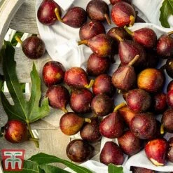 Fig 'Little Miss Figgy' -Orchard Lane Shop fig little2