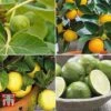 Mediterranean Fruit Collection -Orchard Lane Shop fruit