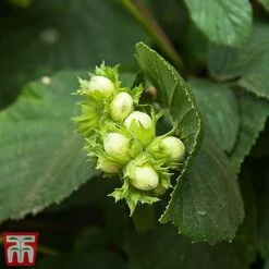 Truffle Tree - Hazel Kentish Cob -Orchard Lane Shop haze kent3