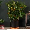 Kumquat - Citrus -Orchard Lane Shop kumquat trellis1