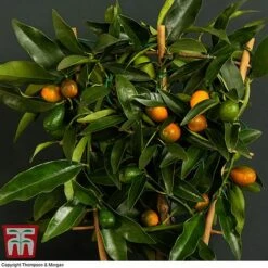 Kumquat - Citrus -Orchard Lane Shop kumquat trellis3