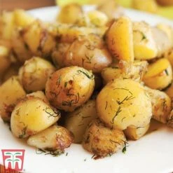 Potato 'T&M All Year Round Collection' -Orchard Lane Shop ladych