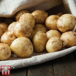 Potato 'T&M All Year Round Collection' -Orchard Lane Shop ladychr