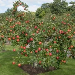 Apple 'Family Apple Tree'