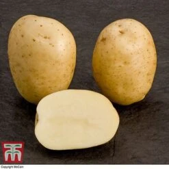 Potato 'T&M All Year Round Collection' -Orchard Lane Shop mcprem