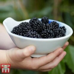 Mulberry 'Charlotte Russe' (Mojo Berry) -Orchard Lane Shop mulberry mojo 3